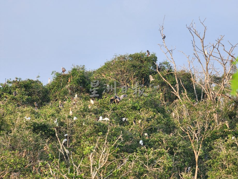 （古城第二版主文）鹭鸟栖息地疑是发展，鹭鸟数量大减
