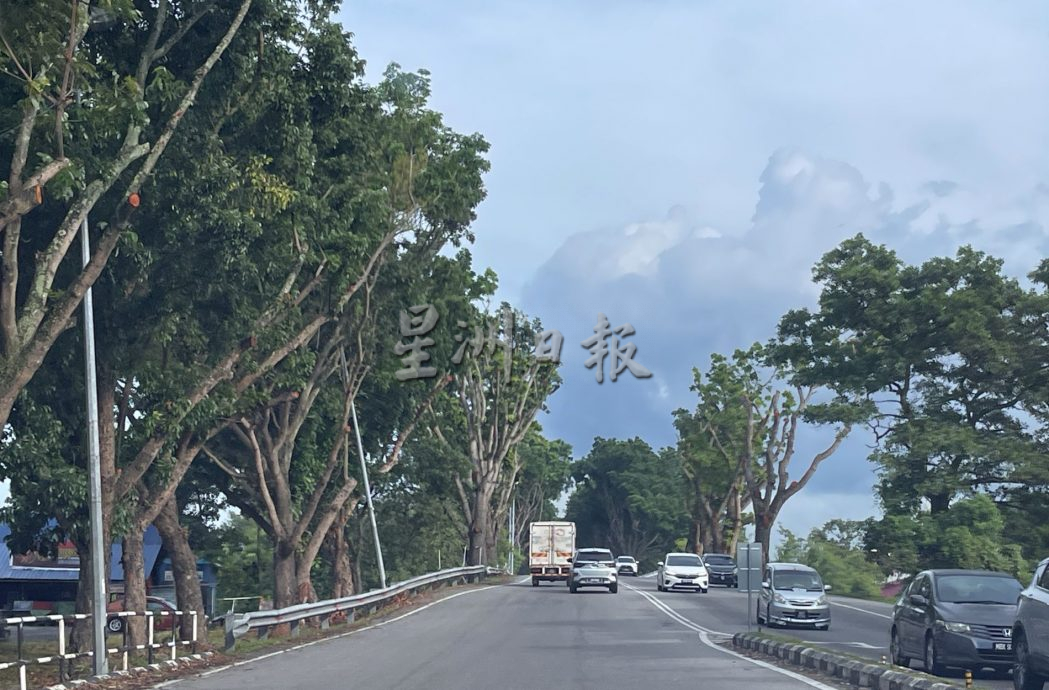 (古城第四版主文)大树逾10年才修砍,市民担忧下次又是10年吗?