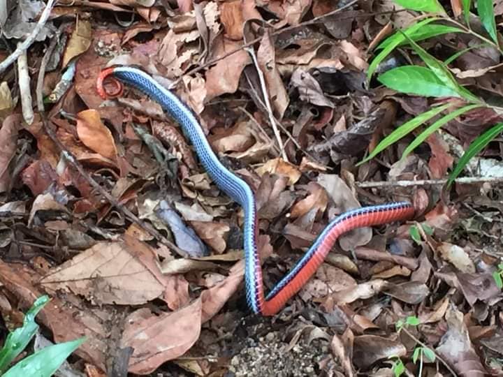 毒蛇在植物园出没 山友受促提高警惕