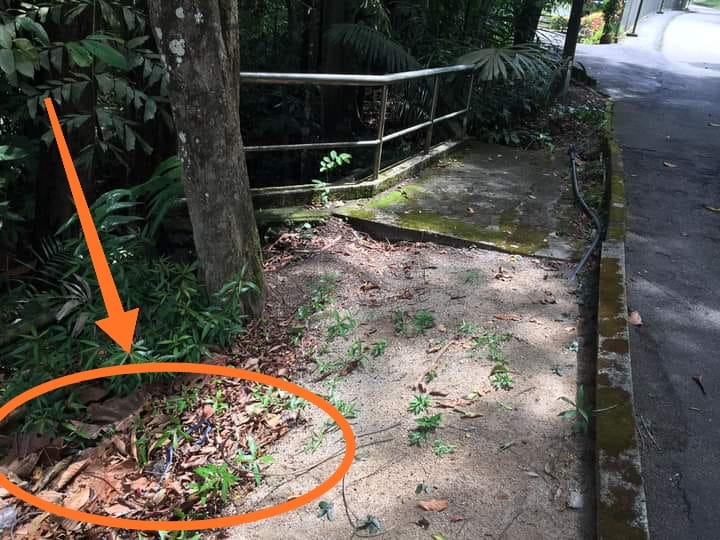 毒蛇在植物园出没 山友受促提高警惕