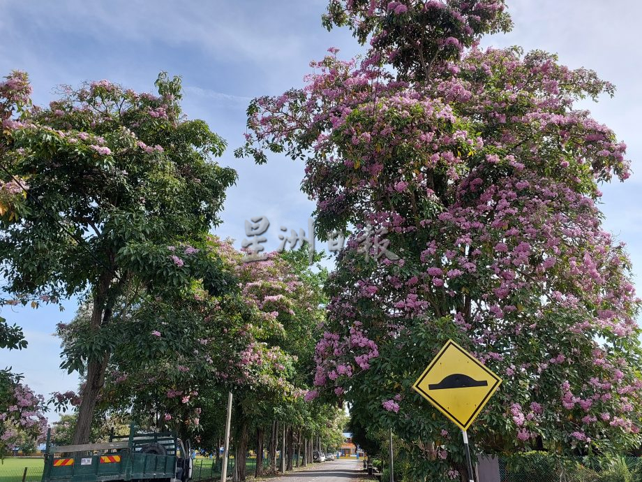 风铃木花季 五月天开得别娇艳