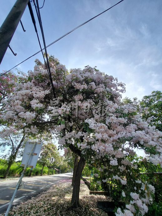 风铃木花季 五月天开得别娇艳