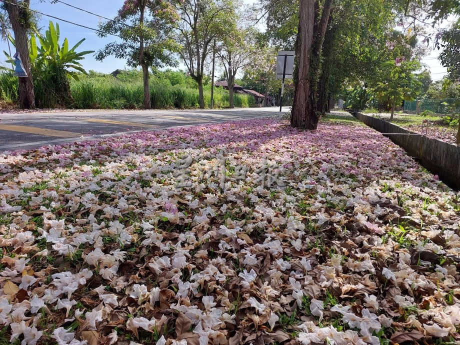 风铃木花季 五月天开得别娇艳