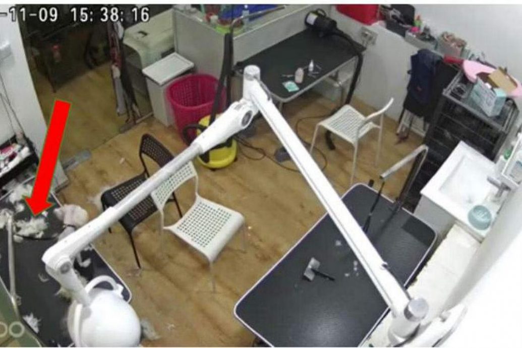 (已签发)柔:狮城二三事:疏忽照顾导致狗死 宠物美容师判罚款吊照