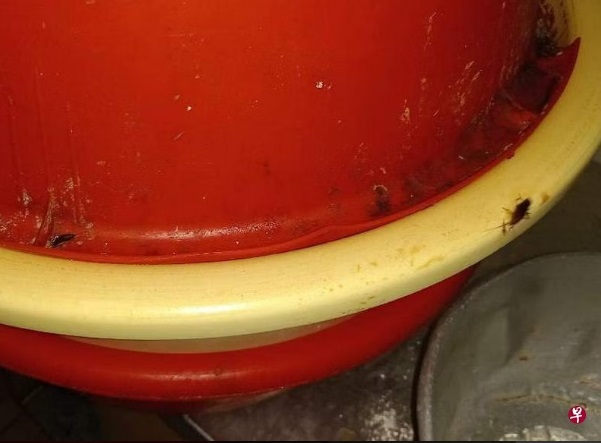 (已签发)柔:狮城二三事:蟑螂四窜卫生欠佳 烧肉厂老板罚1.8万新元