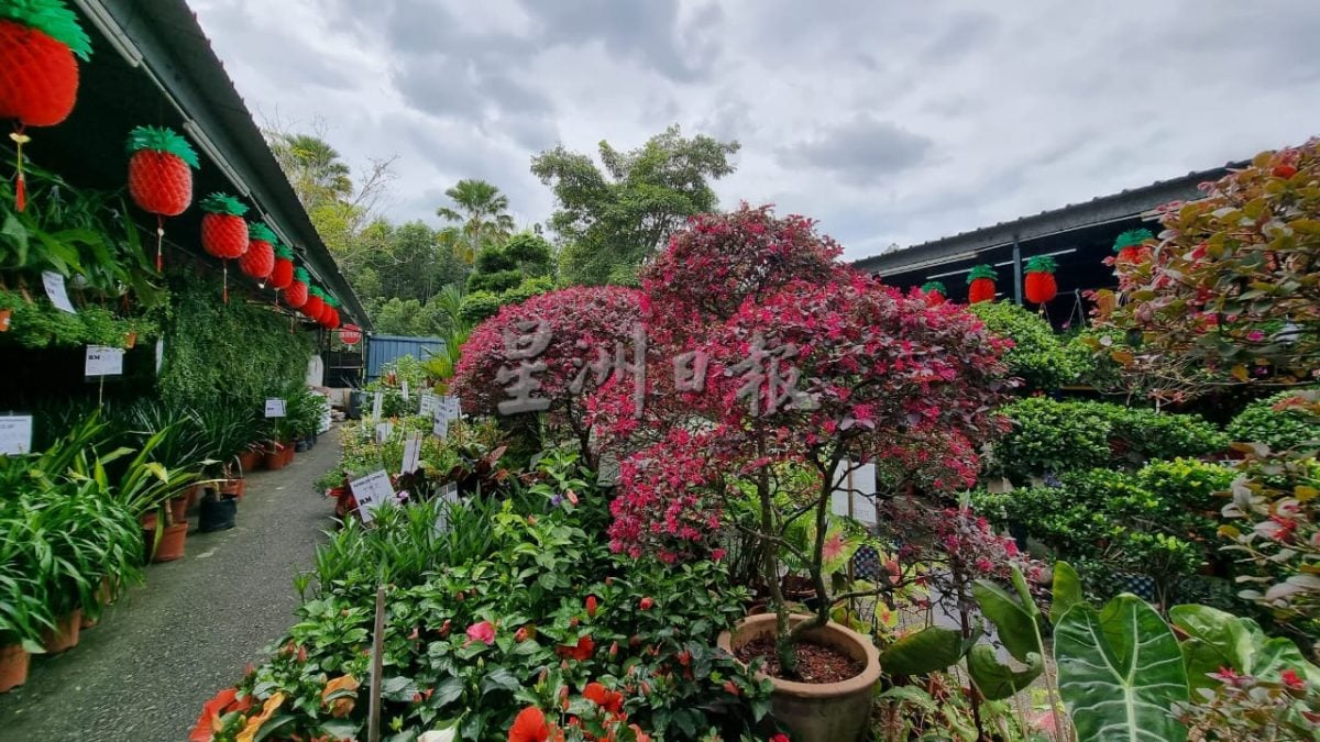 NS主文/极端天气来袭,花圃照护花卉有方