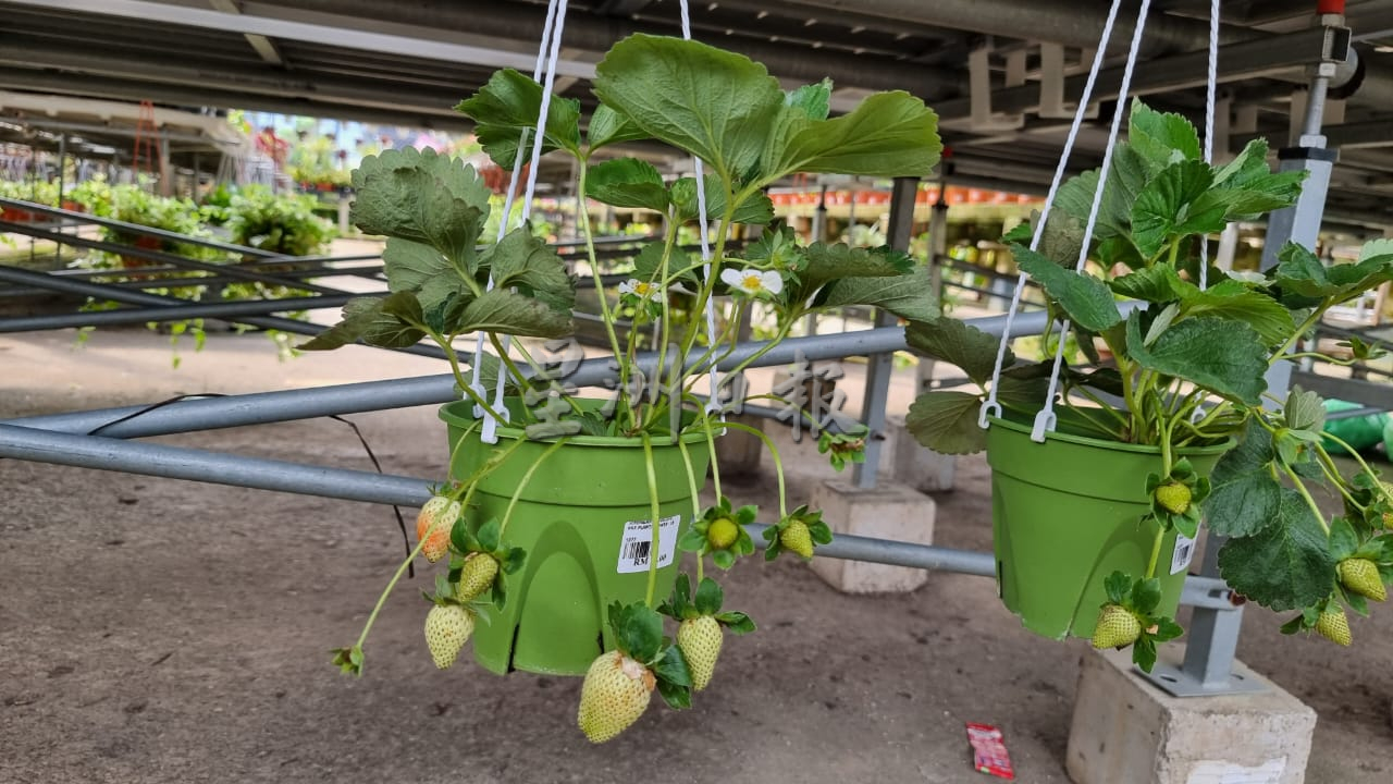 NS主文/极端天气来袭,花圃照护花卉有方