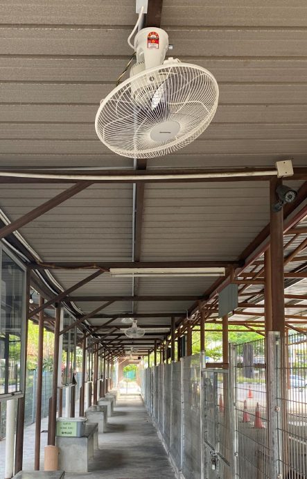NS芙蓉/天气很热,谢琪清:校方要确保风扇皆能操作