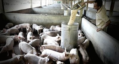 80 African swine fever cases in 6 states, transmission chain still not broken