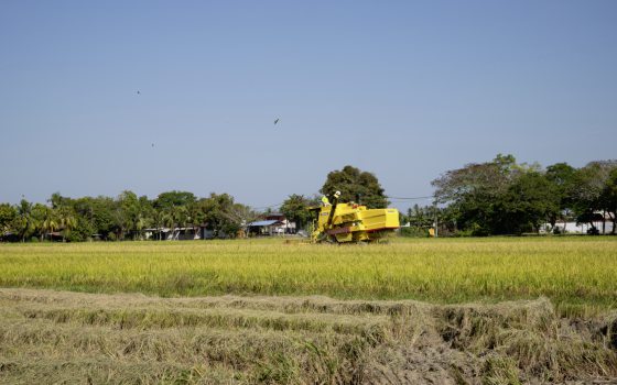 【研究故事】利用稻壳灰  减少混凝土生产中的二氧化碳排放