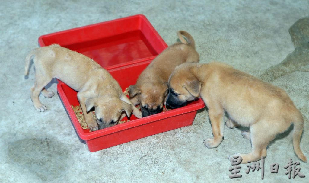 “小浪乌托邦”临时收容所启用 盼5年内怡流浪狗减半