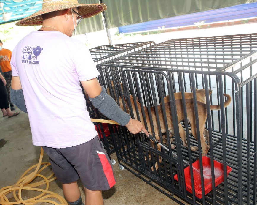 “小浪乌托邦”临时收容所启用 盼5年内怡流浪狗减半