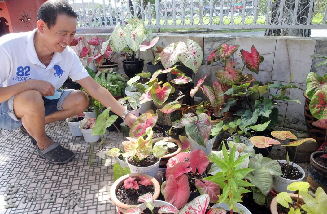 ★6月15日刊登/大霹雳封底主文/【乐活频道】/叶志发享受种植乐 彩叶芋风情万种