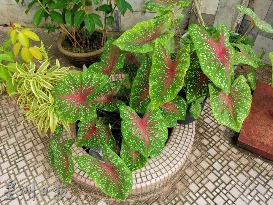 ★6月15日刊登/大霹雳封底主文/【乐活频道】/叶志发享受种植乐 彩叶芋风情万种