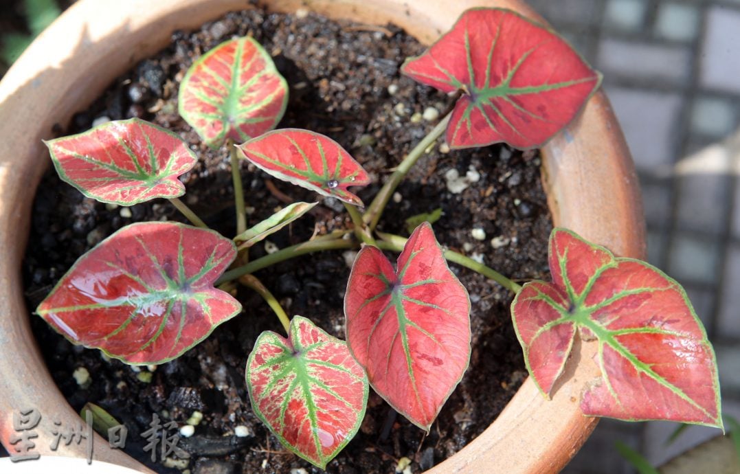 ★6月15日刊登/大霹雳封底主文/【乐活频道】/叶志发享受种植乐 彩叶芋风情万种