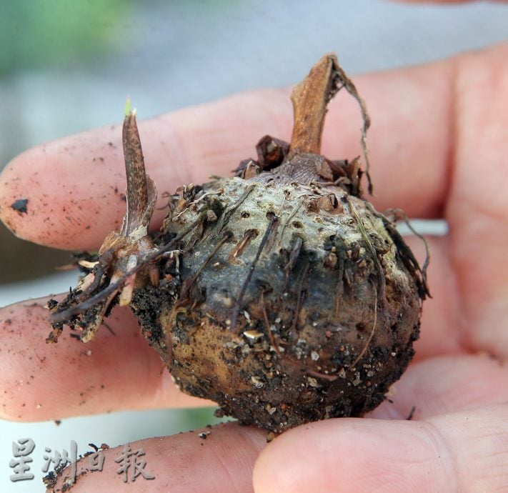 ★6月15日刊登/大霹雳封底主文/【乐活频道】/叶志发享受种植乐 彩叶芋风情万种