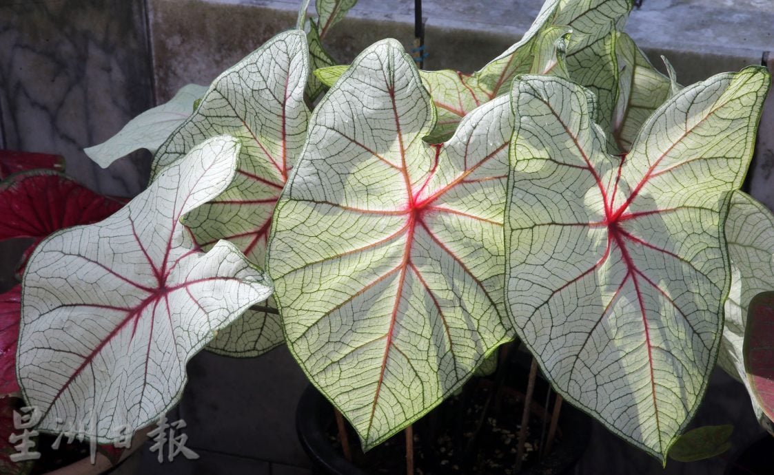 ★6月15日刊登/大霹雳封底主文/【乐活频道】/叶志发享受种植乐 彩叶芋风情万种