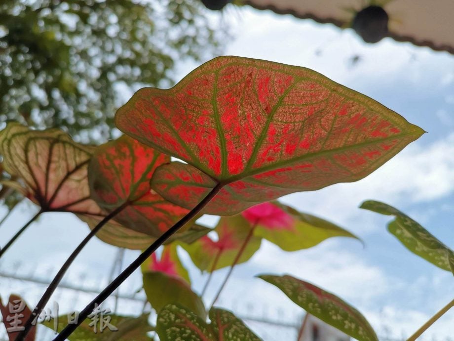 ★6月15日刊登/大霹雳封底主文/【乐活频道】/叶志发享受种植乐 彩叶芋风情万种