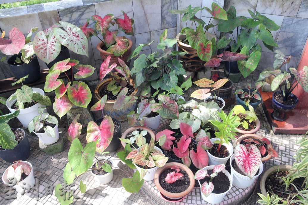 ★6月15日刊登/大霹雳封底主文/【乐活频道】/叶志发享受种植乐 彩叶芋风情万种