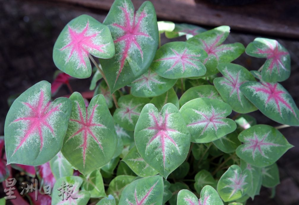 ★6月15日刊登/大霹雳封底主文/【乐活频道】/叶志发享受种植乐 彩叶芋风情万种