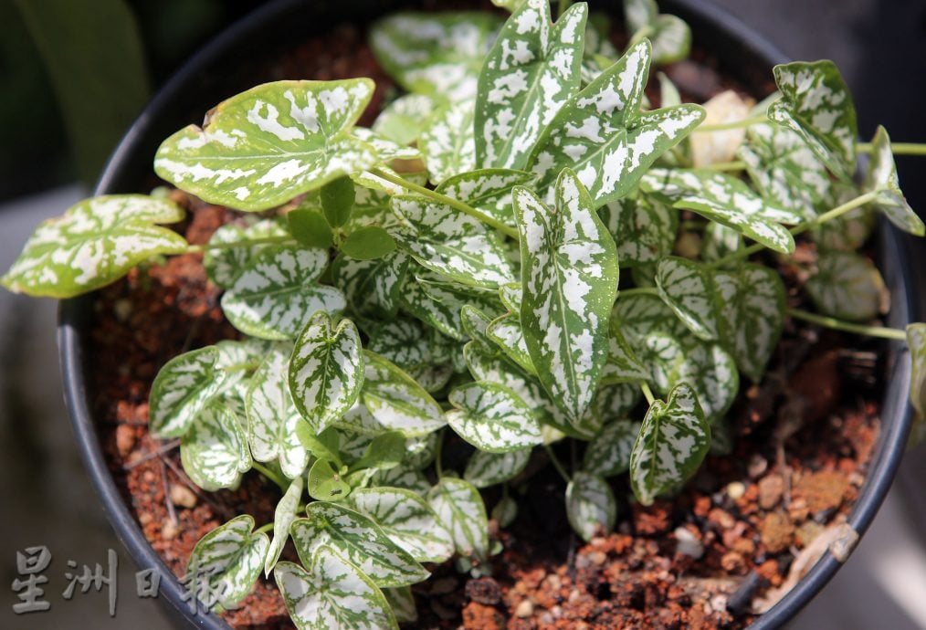 ★6月15日刊登/大霹雳封底主文/【乐活频道】/叶志发享受种植乐 彩叶芋风情万种