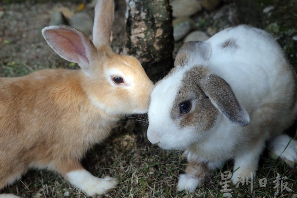 ★7月1日刊登／大霹雳封底主文／【我家萌宠】／兔子外型可爱 活泼蹦跳 “蹦星人”十分讨喜