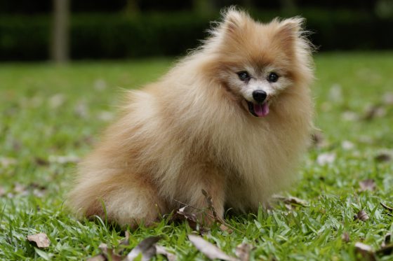 【主人和老狗狗的故事／01】从小照顾，相伴17载，Judy超黏妈妈