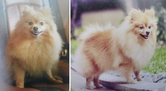 【主人和老狗狗的故事／01】从小照顾，相伴17载，Judy超黏妈妈