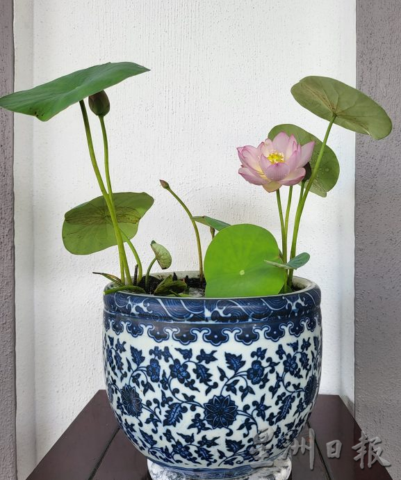 【农的传人】★6月19日刊登／大霹雳封底主文／家有500余盆约300品种 雷顺兴深爱莲花变副业​