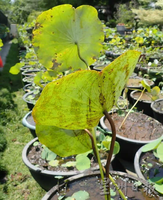 【农的传人】★6月19日刊登／大霹雳封底主文／家有500余盆约300品种 雷顺兴深爱莲花变副业​