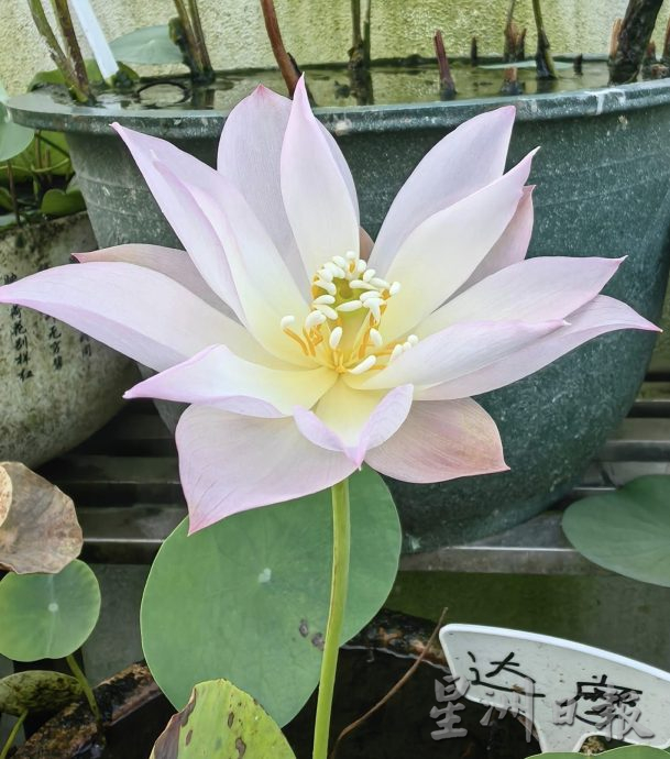 【农的传人】★6月19日刊登／大霹雳封底主文／家有500余盆约300品种 雷顺兴深爱莲花变副业​