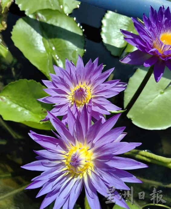 【农的传人】★6月19日刊登／大霹雳封底主文／家有500余盆约300品种 雷顺兴深爱莲花变副业​