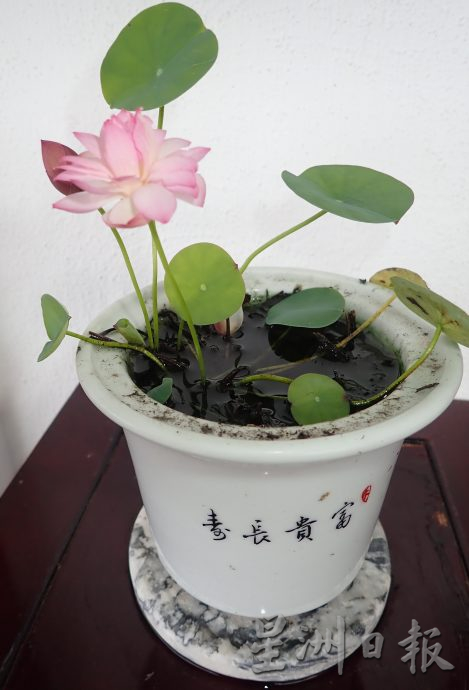 【农的传人】★6月19日刊登／大霹雳封底主文／家有500余盆约300品种 雷顺兴深爱莲花变副业​