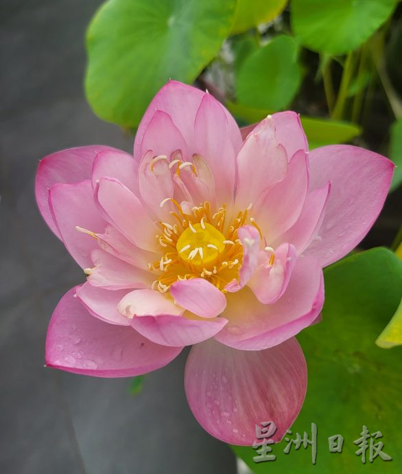 【农的传人】★6月19日刊登／大霹雳封底主文／家有500余盆约300品种 雷顺兴深爱莲花变副业​