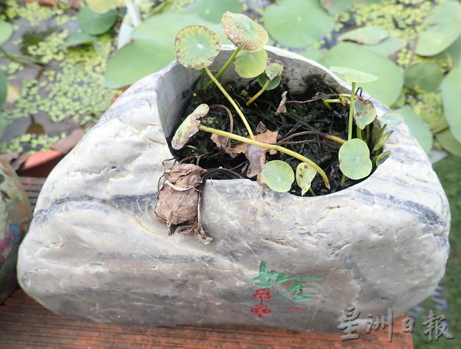 【农的传人】★6月19日刊登／大霹雳封底主文／家有500余盆约300品种 雷顺兴深爱莲花变副业​