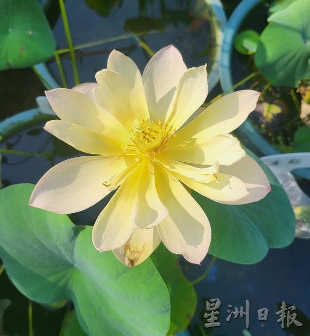 【农的传人】★6月19日刊登／大霹雳封底主文／家有500余盆约300品种 雷顺兴深爱莲花变副业​