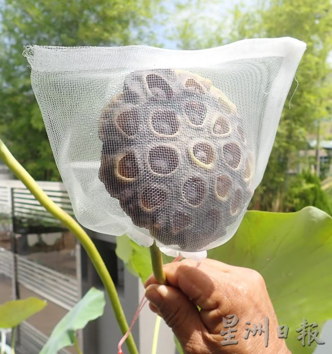 【农的传人】★6月19日刊登／大霹雳封底主文／家有500余盆约300品种 雷顺兴深爱莲花变副业​