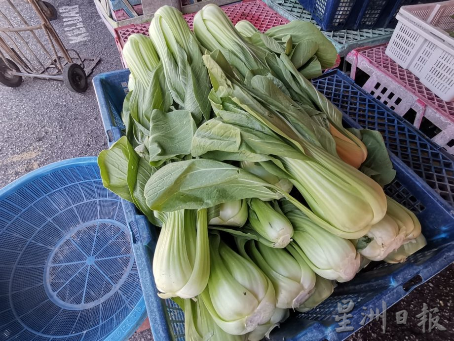 金马仑菜车上路政策 暂未带来大影响