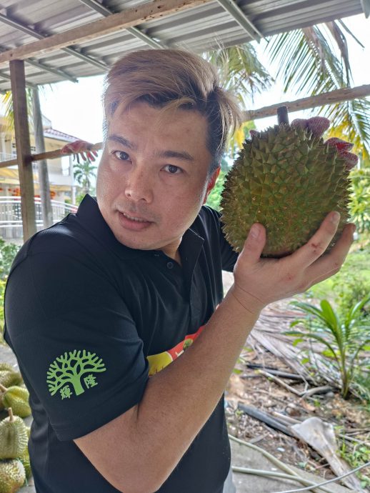 东头：坤玉榴梿抛价热卖，1500公斤的果王在3个小时卖光！