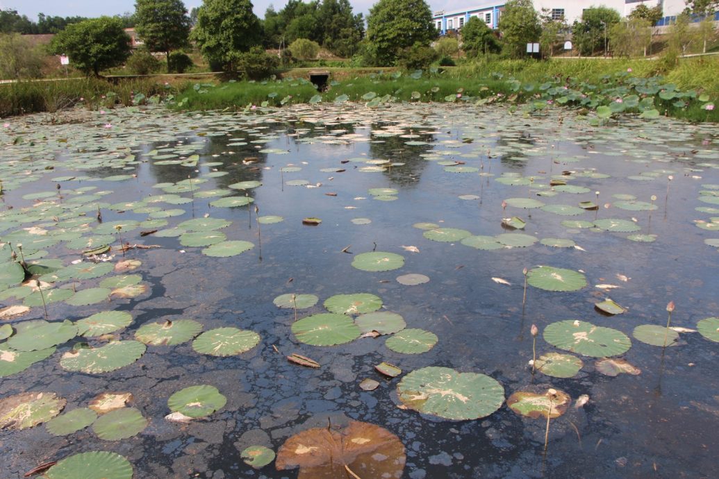 东:劳勿城市公园第二莲花池等不到油污清理工作,数百条鱼全部翻肚
