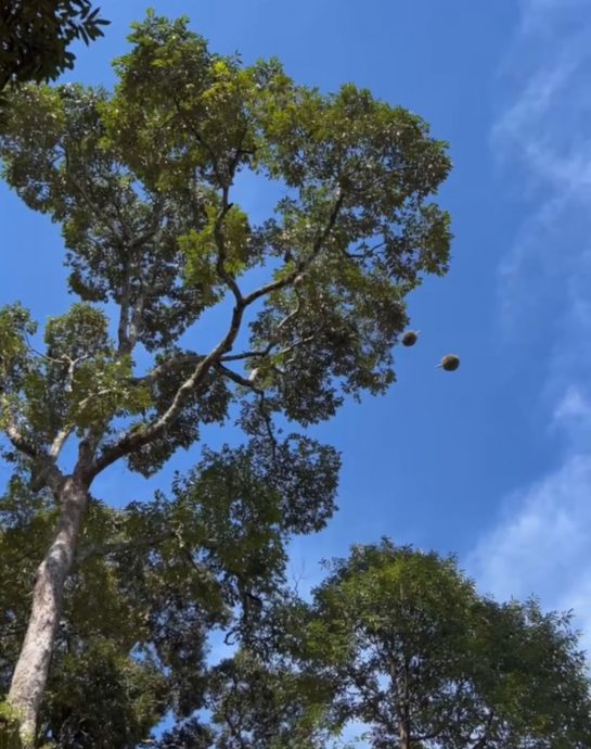 两粒榴梿掉下砸中汽车大镜