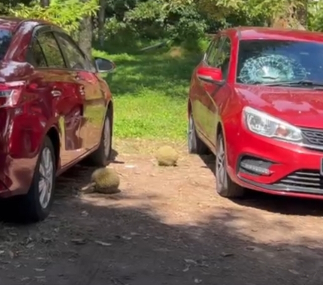 两粒榴梿掉下砸中汽车大镜