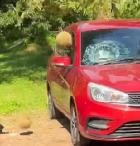 两粒榴梿掉下砸中汽车大镜