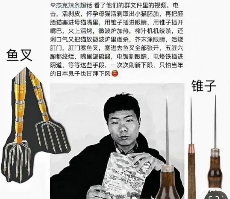 为虐猫事件发声 张馨予赵露思被盯上个资外泄