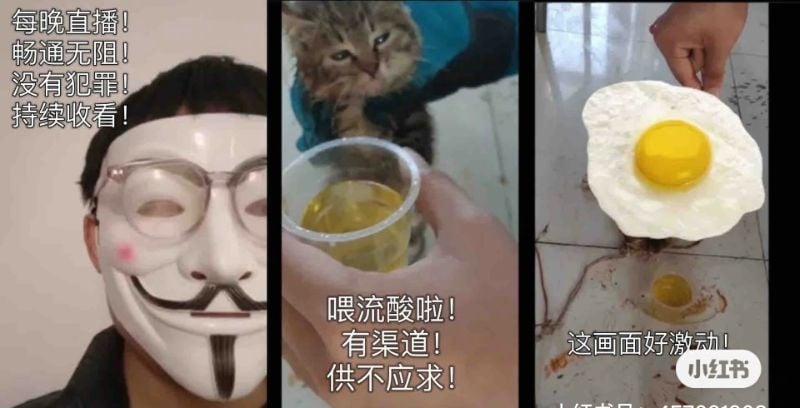 为虐猫事件发声 张馨予赵露思被盯上个资外泄