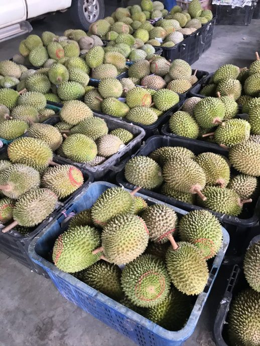 榴梿活动使收购价创新高