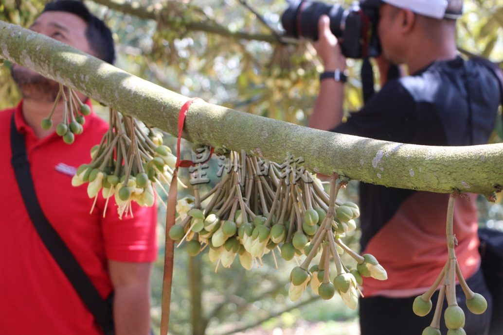 郑四福说，彭亨皇家榴梿集团邀请无地契农民与该集团合作