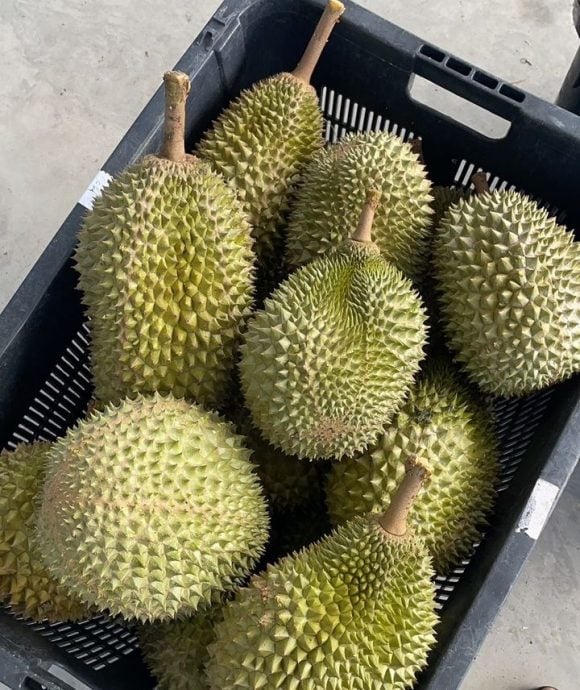 全:黑种子问题大幅改善,榴梿料下星期恢复出口中国