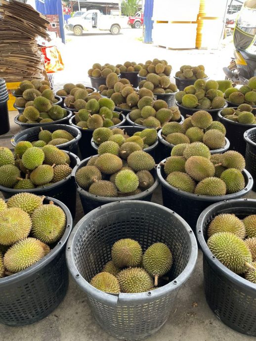 全:黑种子问题大幅改善,榴梿料下星期恢复出口中国