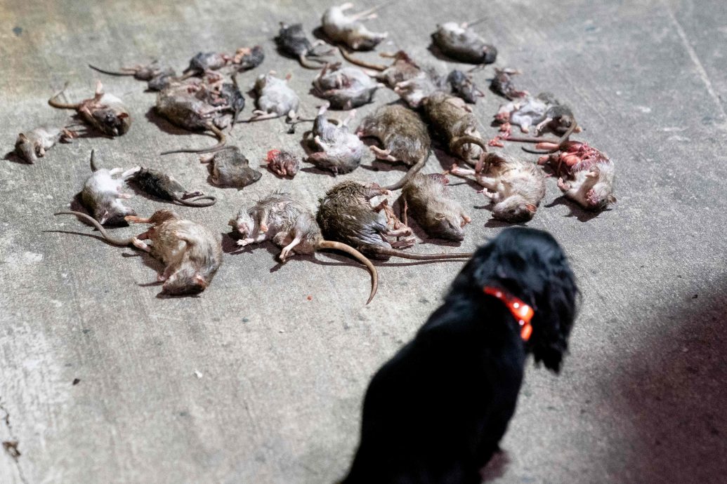 华盛顿闹鼠患 民众出动狗猫剿老鼠大军